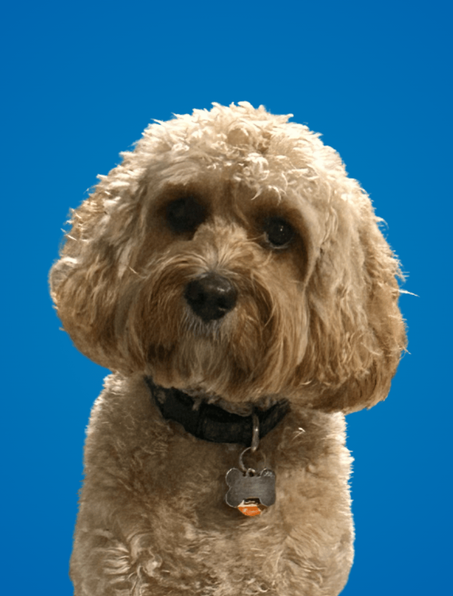 Scout - Headshot